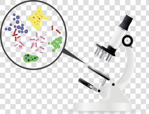 Kisspng Bacteria Microorganism Microscope Euclidean   Microscopic Transparent  Png Download