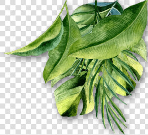 Rev Hojas   Aloe  HD Png Download