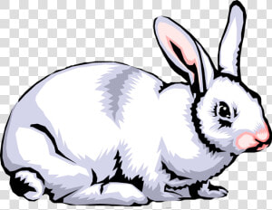 Rabbit Clip Art Images Free Clipart Png   Rabbit Clipart Png  Transparent Png