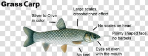 Grasscarp Diagram   Grass Carp For Ponds  HD Png Download