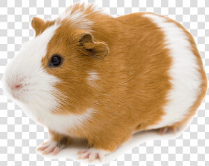 Transparent Hamster Png  Png Download