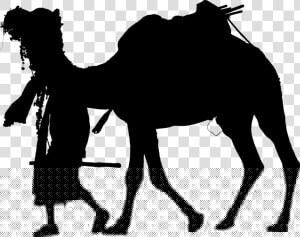 Arabian Camel  HD Png Download