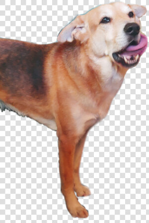  dingo   Dog Catches Something  HD Png Download