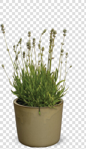 Flowerpot  HD Png Download