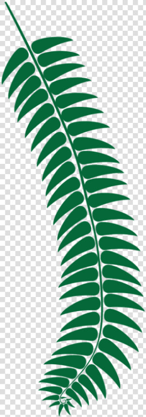 Fern Dark Green   Fern  HD Png Download