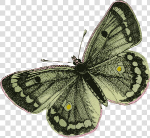 Green Butterfly   Green Butterfly Transparent Png  Png Download