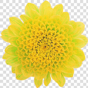 Common Zinnia  HD Png Download