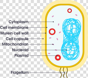Simple Bacteria Cell Diagram  HD Png Download