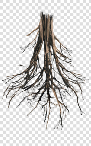 Transparent Tree With Roots Png   Tree Roots Png  Png Download