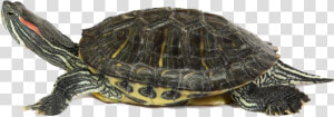 Red Eared Slider Transparent  HD Png Download