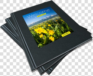Ambassador On Demand   Yellow Iris  HD Png Download