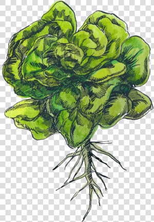 Transparent Leafy Png  Png Download