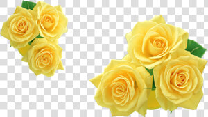 Rose Yellow Flower Clip Art   Yellow Roses Clipart  HD Png Download