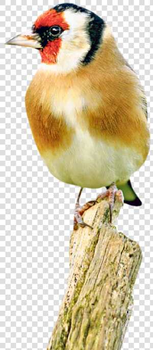 Finch  HD Png Download