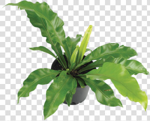 Houseplant  HD Png Download