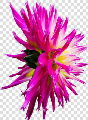 Dahlia Flower Png  Transparent Png