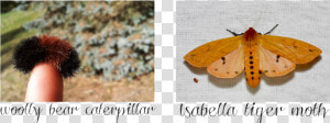 Transparent Moths Png   Isabella Tiger Moth  Png Download