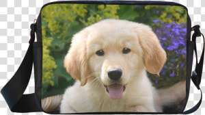 Cute Young Golden Retriever Dog Goldie Puppy Portrait  HD Png Download