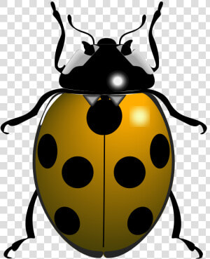 Transparent Bugs Clipart   Things Beginning With The Letter L  HD Png Download