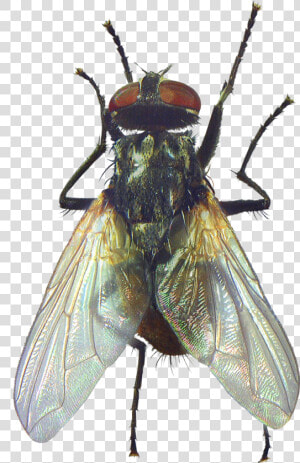 Fly Beetle Rendering Clipping Path   Mosca Png  Transparent Png