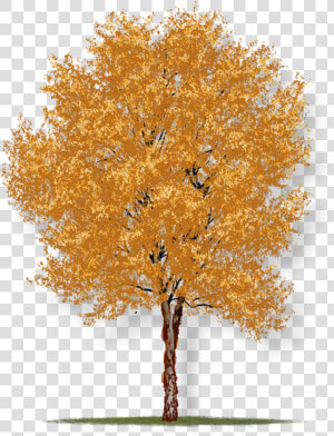 River Birch Tree Houston  HD Png Download