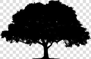 Tree  Landscape  Plant  Leaf  Leaves  Vegetation   Oak Tree Silhouette Png  Transparent Png