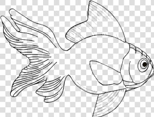 Outline Wrinkle headed Gold Fish Tattoo Design   Line Drawings Of Fish  HD Png Download