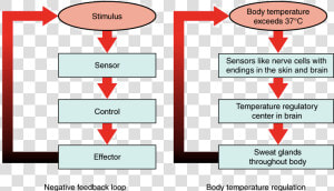 A Negative Feedback Loop Has Four Basic Parts   Maintain Homeostasis  HD Png Download
