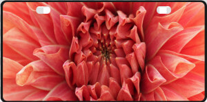 Bright Red Dahlia Flower License Plate   Dahlia  HD Png Download