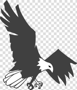 Burung Elang Hitam Putih  HD Png Download