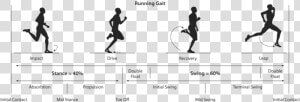 Phases Of Running Gait  HD Png Download