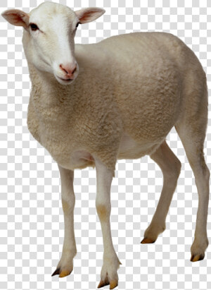 Download Sheep Png Clipart   Sheep Png  Transparent Png