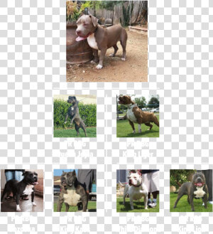 Selena tree   Weimaraner  HD Png Download