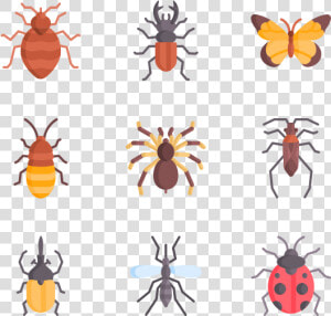 Weevil  HD Png Download