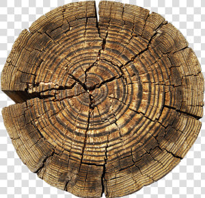 Clip Art Tree Aastarxf Ngad Texture   Circle Rings On Tree  HD Png Download