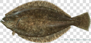 Download Halibut Png File   Halibut Png  Transparent Png