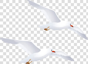 Seagulls Png Clipart   Seagulls Clipart Png  Transparent Png