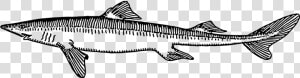 Transparent Fish Scales Png   Cat Shark Vs Dogfish  Png Download