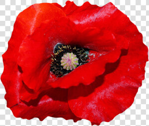 Remembrance Day Poster Template  HD Png Download