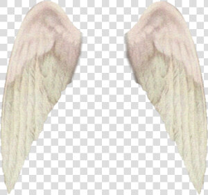  freetoedit  wings  aesthetic  tumblr  alas   Macro Photography  HD Png Download