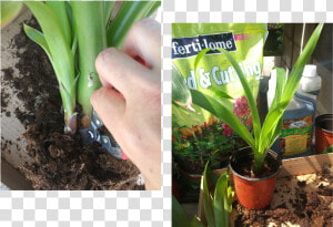 Houseplant  HD Png Download