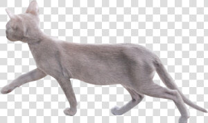 Cat Png Image With Transparent Background   Walking Cat Transparent Background  Png Download