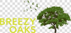Breezy Oaks Rv Park   Png Download   Tree  Transparent Png