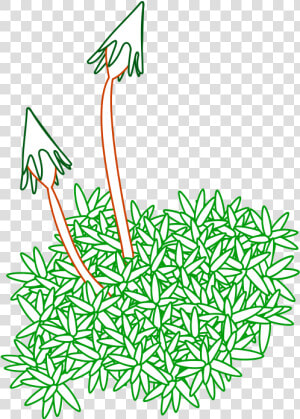 Free Clipart   Moss   Drawing Of Mosses Plant  HD Png Download