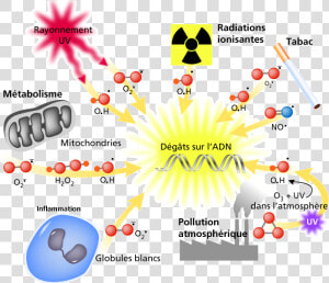 Estrés Oxidante   Formation Des Radicaux Libres  HD Png Download