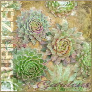 Lauritzen Gardens Omaha Succulents Canvas Art   White Mexican Rose  HD Png Download