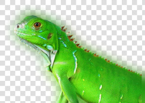 Transparent Reptile Eye Png   Tropical Animal Png  Png Download