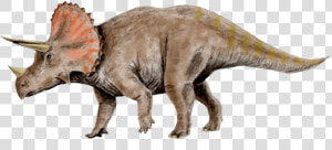 Clipart Skeleton Triceratops   Clipart Triceratops  HD Png Download
