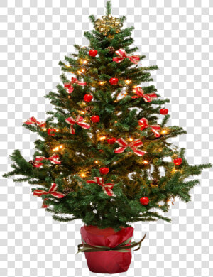 Fir Tree Png Transparent   Small Christmas Tree Transparent Background  Png Download