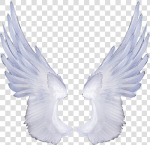 Free Angel Wings Transparent Background   Angel Transparent Background Wing Png  Png Download
